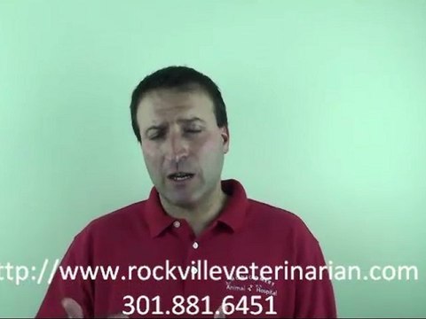 Awareness about Fleas and Ticks Prevention