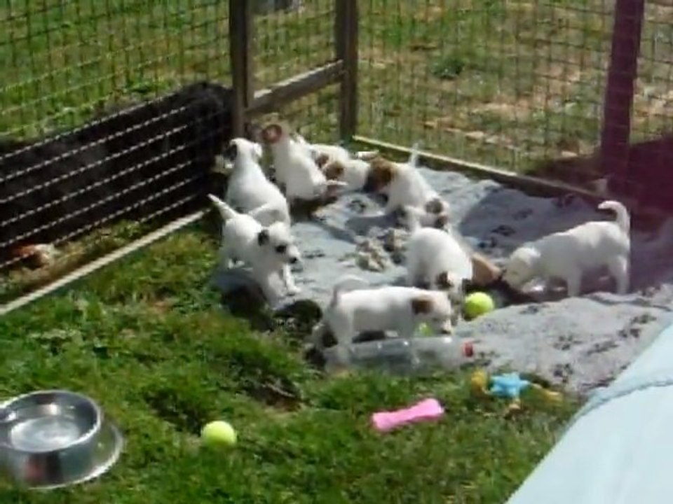 chiots Cristal et Jexel