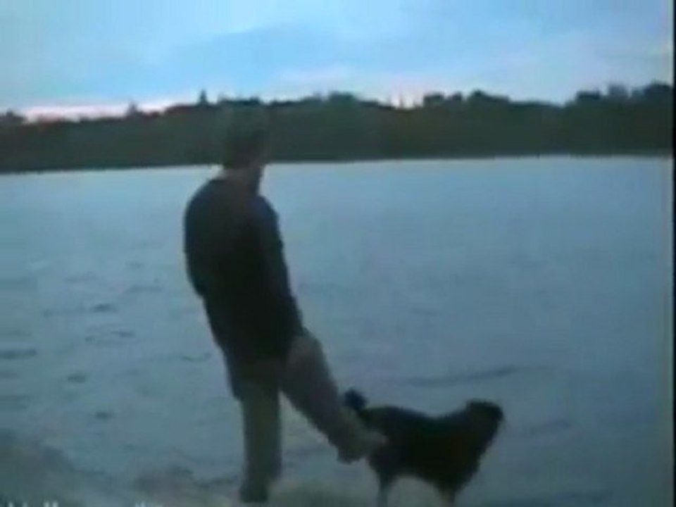 Mai spingere un cane
