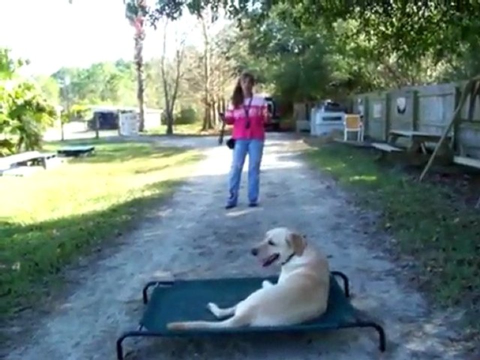 YouTube - How to use electronic-pager e-collar dog training Dogtra