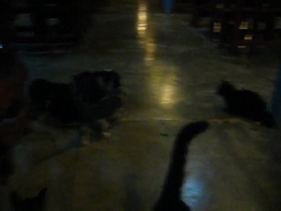 Nos copains chats (quand on mange du poisson ;-) )  (Koh Ngai - Thailande)