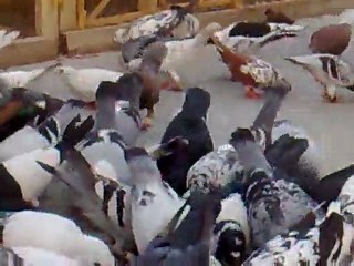 Şanlıurfa Karışma Kuşları