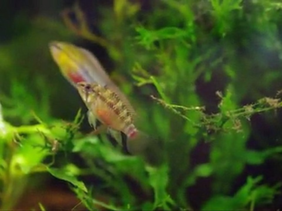 apistogramma hongsloi