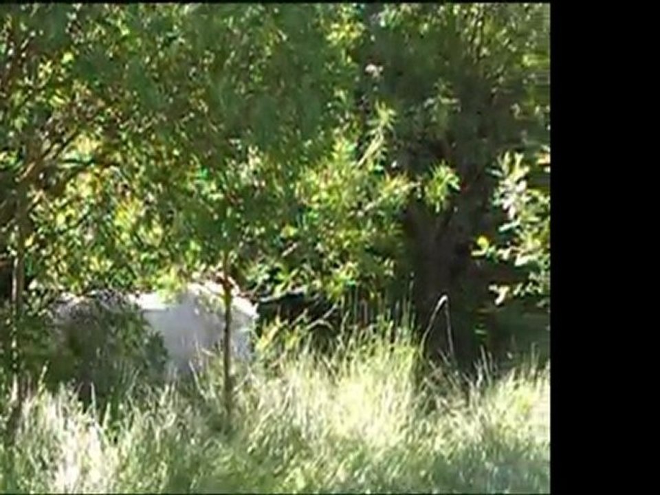 Naissance de Baïla Ange Blanc, pouliche de Patchaka le 17 mai 2011 à l'élevage Ange Blanc