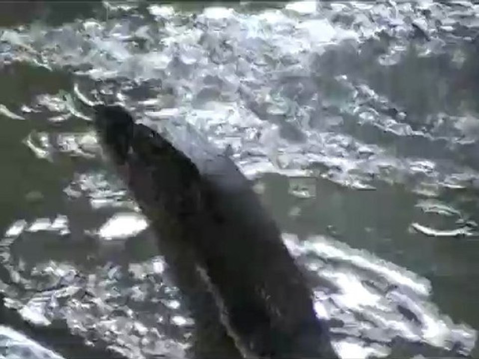 Monitor Lizard
