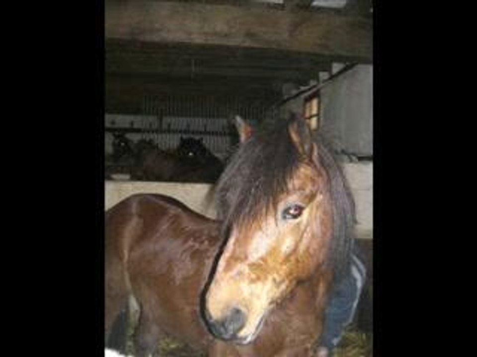 poney!