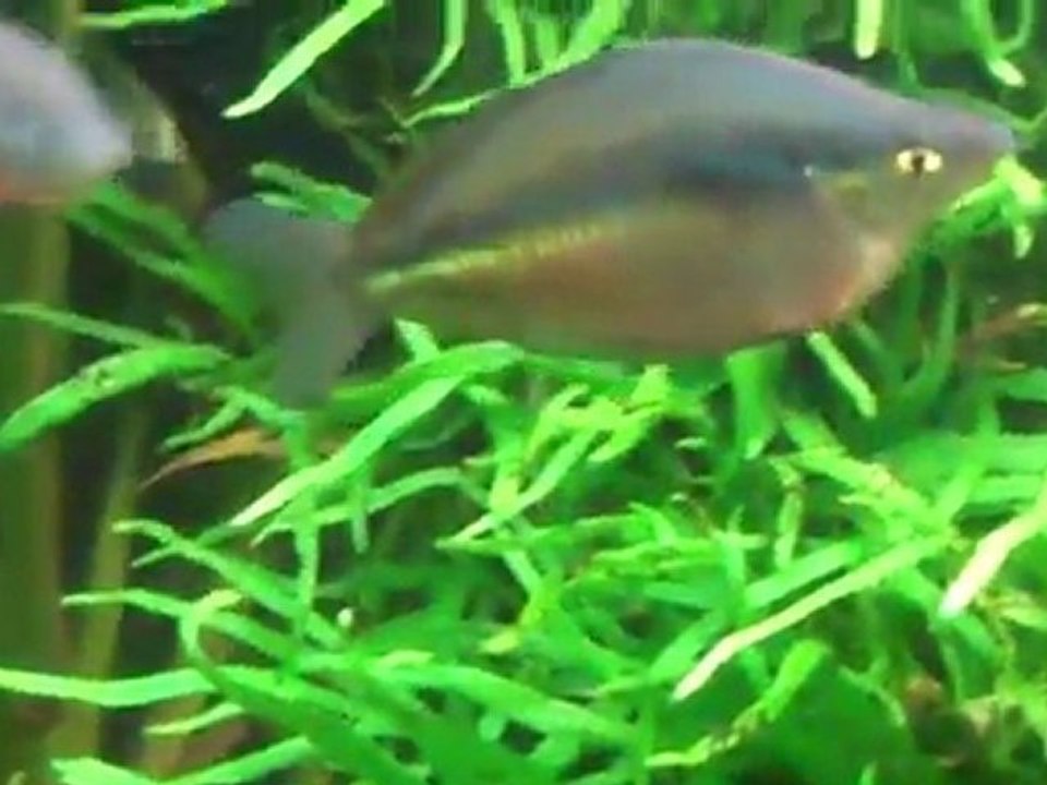 The 220 gallon planted tank.