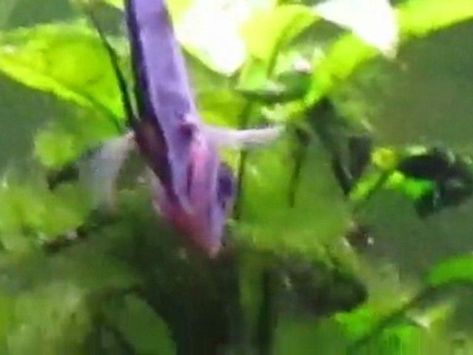 Discus Malade