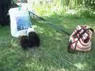 Les grumeaux ont 1 mois