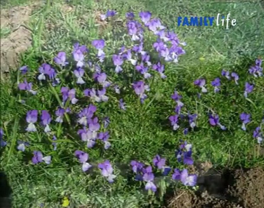 Rotonda - Tutti al Parco (parco del Pollino)