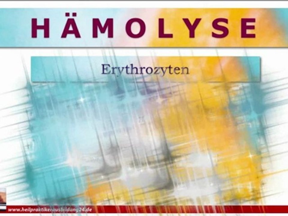 Hämoglobin und das Myoglobin