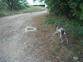 cirka ma belle 005 entrainement sur pigeons