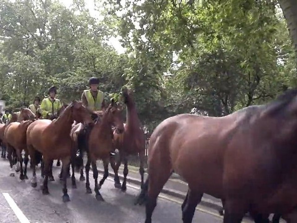 chevaux
