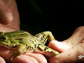 Les mares et leurs richesses en Marais poitevin