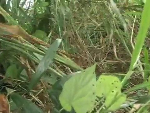 Côte d’Ivoire : poursuite de la dépollution au profit des populations civiles