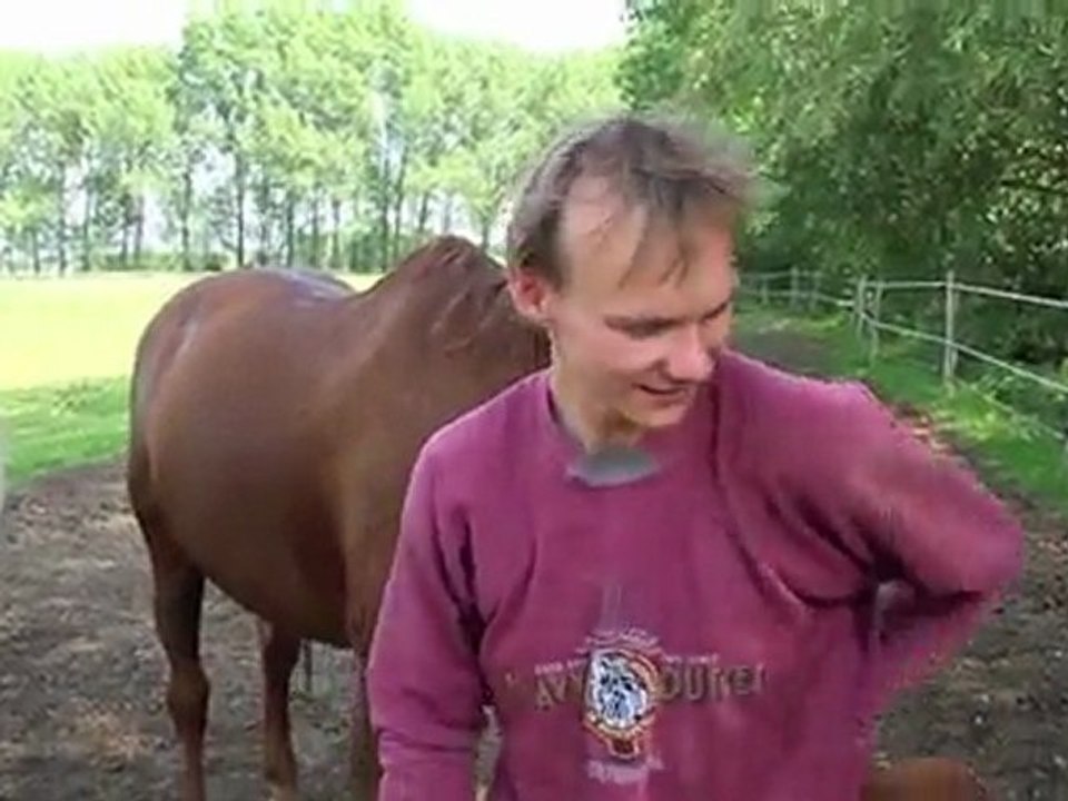 Horses on the Paddock