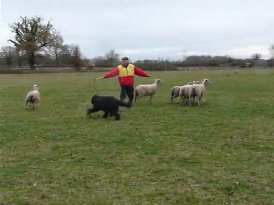 Moutons chadna 3