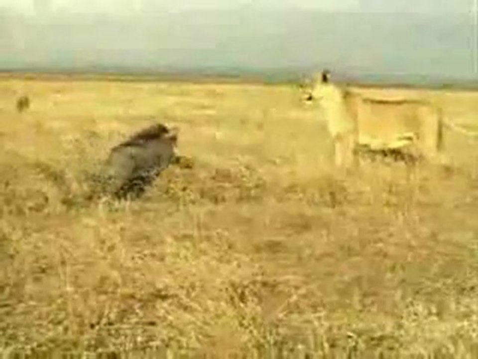 Lionne vs facochère