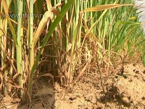 Засуха во Франции грозит неурожаем зерновых