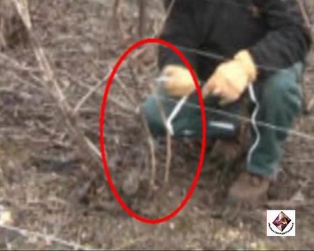 Taille Chablis de la vigne - Champagne