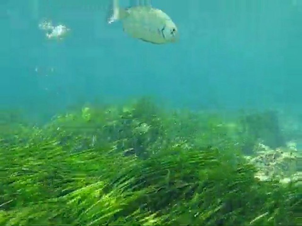 Parc marin de la Côte Bleue (Carry le Rouet)