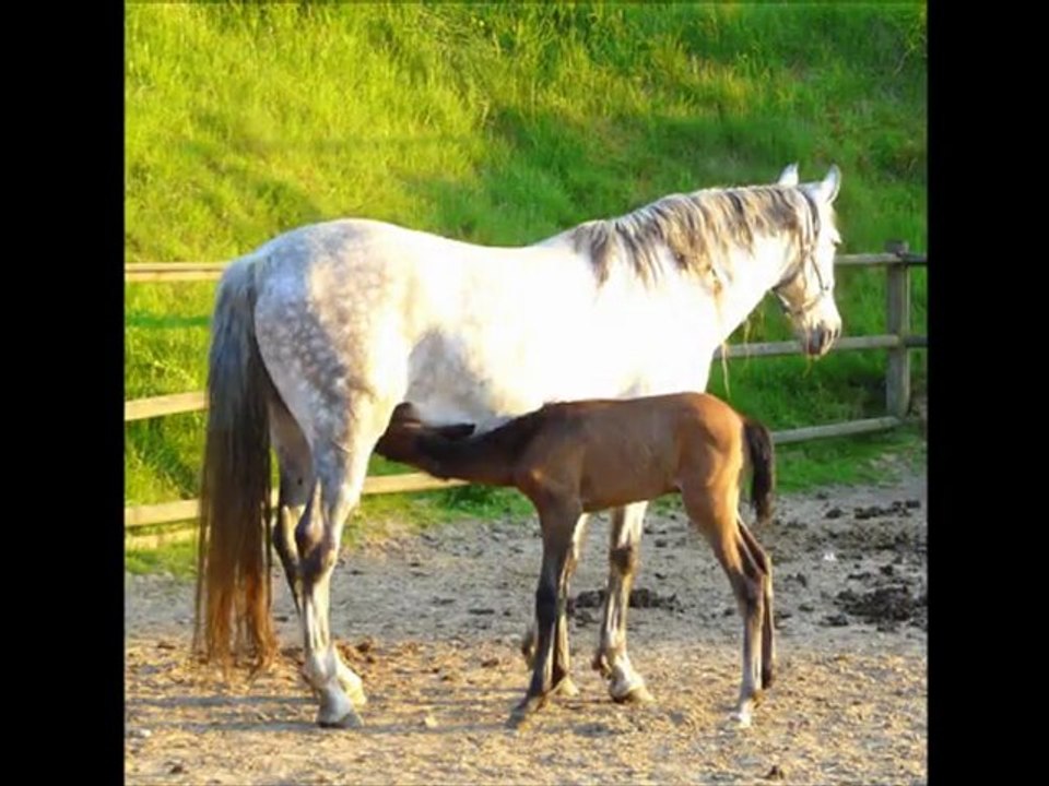 Acamel élevage PRE -  les 3 M en piste
