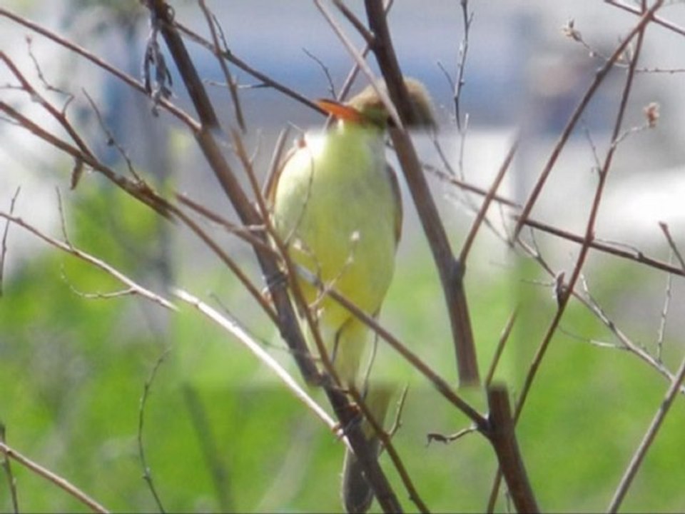 hypolais polyglotte 18.05.2011