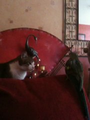 Attention Chat Dangereux