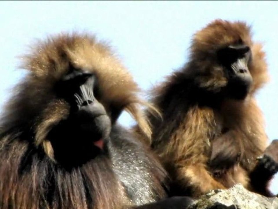 Etiopia 2011 - Simien Mountains