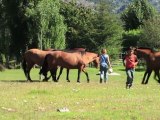 Arabic-Web-Barrages en Patagonie: le projet qui fâche au Chili