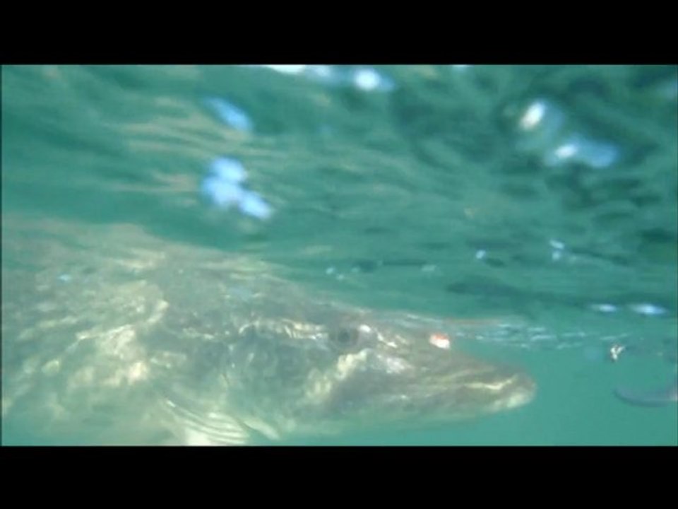 Brochet 93 cm float-tube