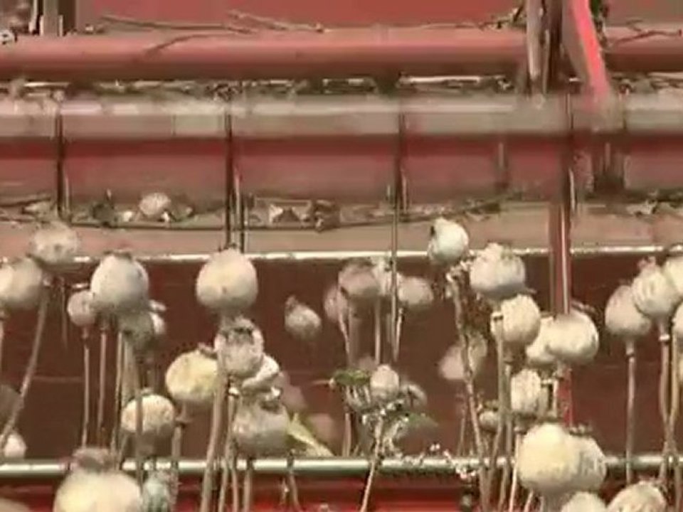 Le Pavot, Une Plante Stupéfiante - Arte