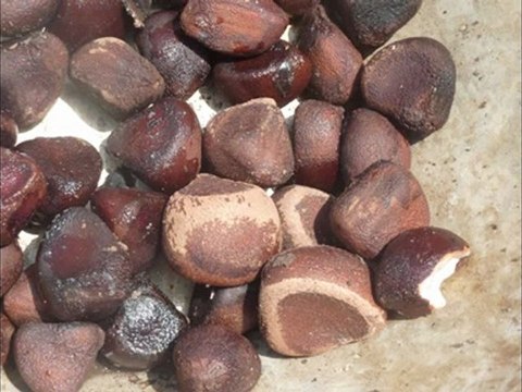 Soins naturels contre psoriasis, acné et eczéma : Les vertus de la Carapa procera - Pso Natura et Akno Natura