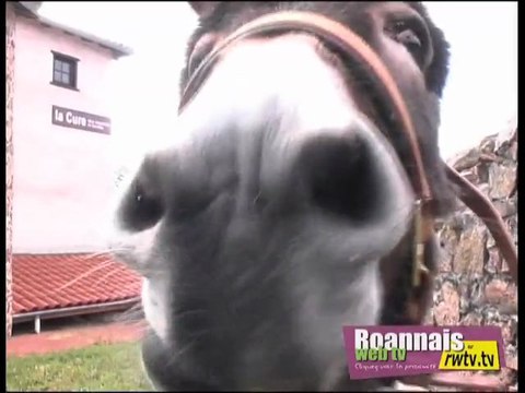 Voyage avec mes ânes en Côte roannaise 1