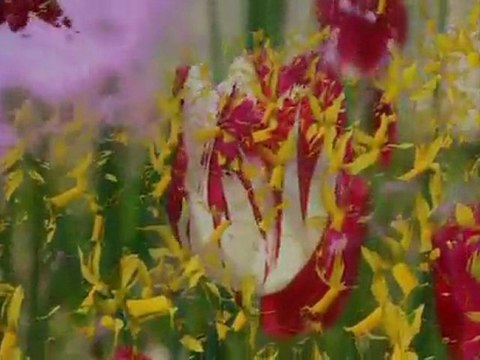 Hizmet edebilmenin şartları [Seyyit Fehim Arvasi hazretleri] Kuddise Sirruh