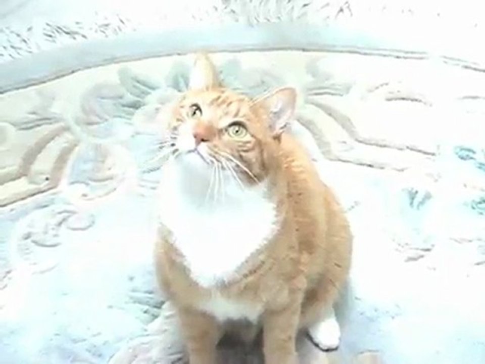I'm Just a Cat and I'm Doing Cat Stuff