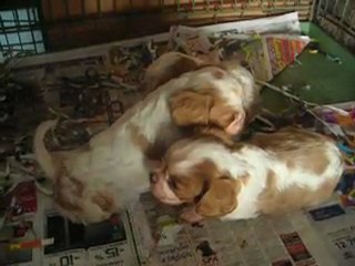 BB CAVALIERS NES AU DOMAINE LE 18/4/11