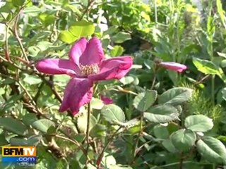 Pas de répit pour les allergies au pollen