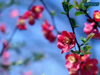 Yan Yüreğim-Kervansaray