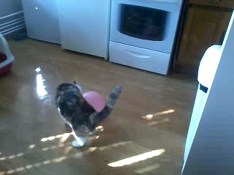 chat ballon qui explose