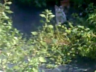 petis chats orphelins