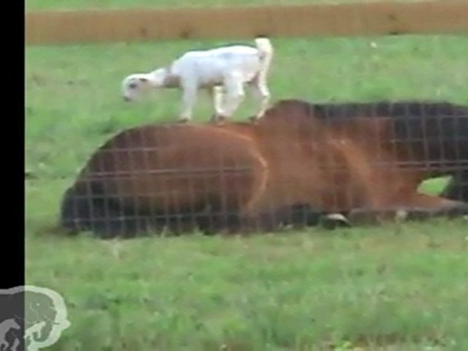 Un cheval tres patient