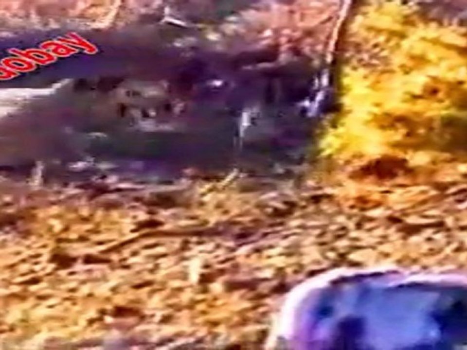 KEKLİK AVI KRALLARIN AVI torozza www.avyaban.com