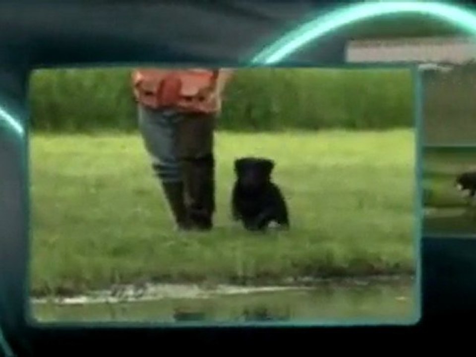 YouTube - dogtra promotion-1