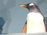 New London Home For Antarctic Penguins