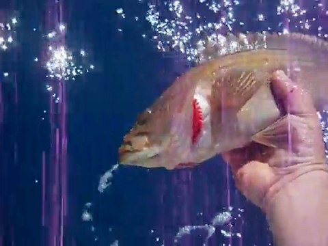 san yuceturun jigging