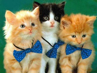 Aimer à perdre la raison