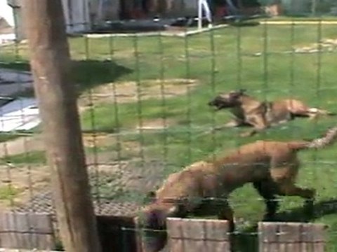 Fripouille dans le bac d'eau à 5 mois 1.5 et grattage. mai 2011