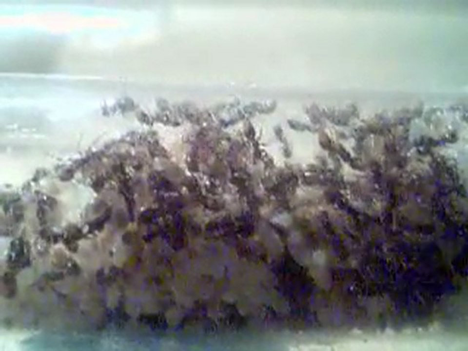 Tetramorium Caespitum