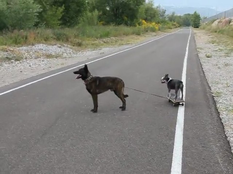 Dog Skating - Pénélope, petite chienne boston terrier, fait du Skate Board tracté à Nice, 06
